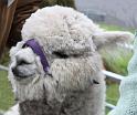 Alpaca 2
